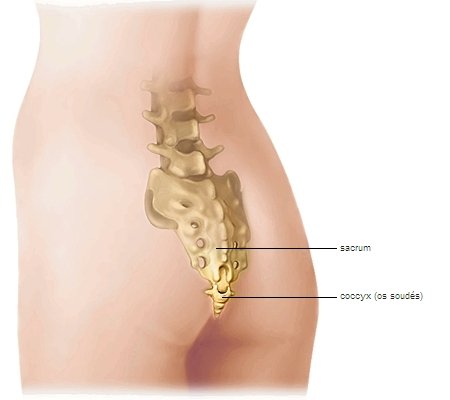 Coccyx